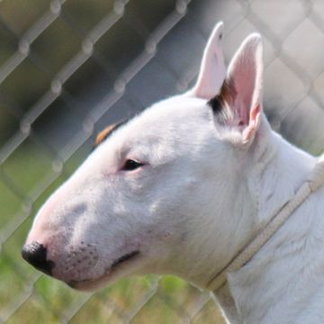 Bullterrier