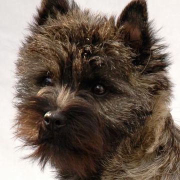 Cairn Terrier