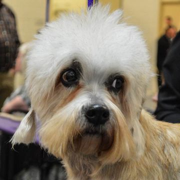 Dandie Dinmont Terrier