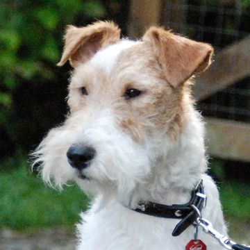 Foxterrier (Drahthaar)