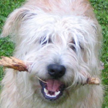 Glen of Imaal Terrier