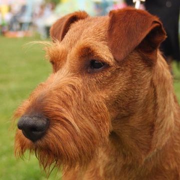 Irish Terrier