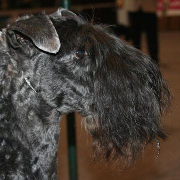 Kerry Blue Terrier