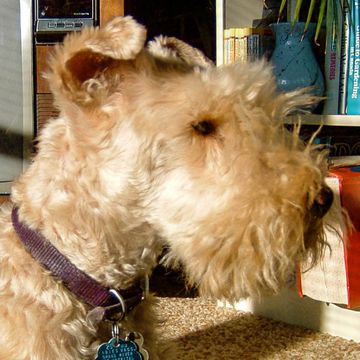 Lakeland Terrier