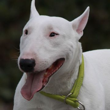 Miniatur Bullterrier