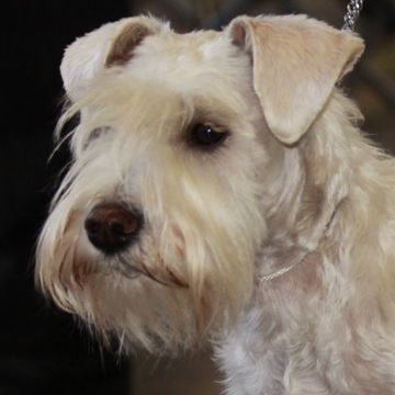 Miniature Schnauzer