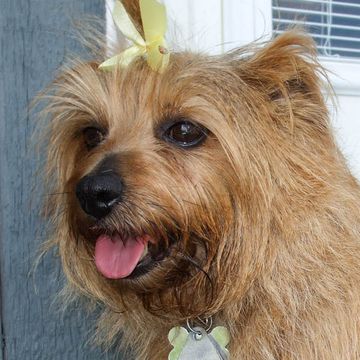 Norfolk Terrier