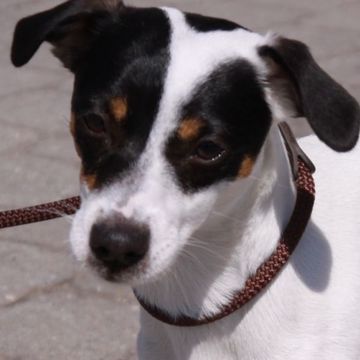 Parson Russell Terrier