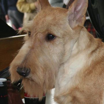 Scottish Terrier