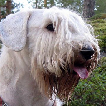 Sealyham Terrier