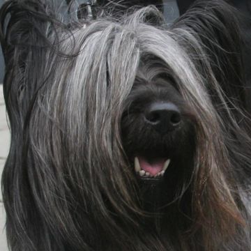 Skye Terrier