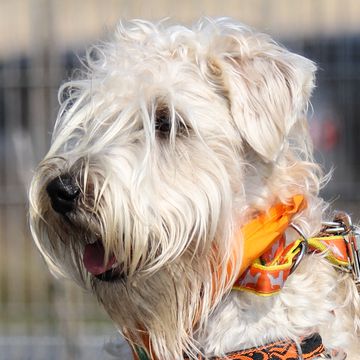 Irish Soft-Coated Wheaten Terrier