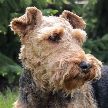 Welsh Terrier