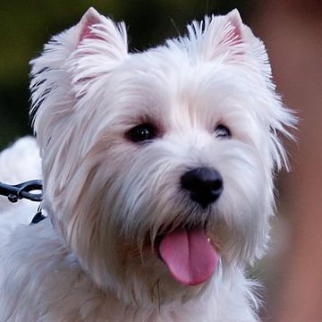 West Highland White Terrier