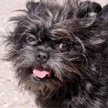 Affenpinscher