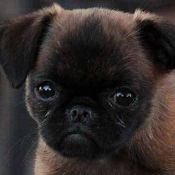 Brussels Griffon