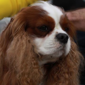 Cavalier King Charles Spaniel