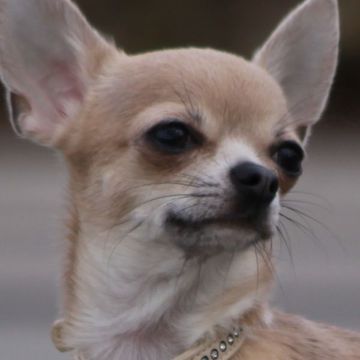 Chihuahua