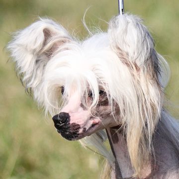 Chinese Crested Dog