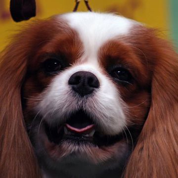 King Charles Spaniel