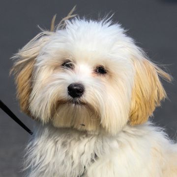 Havanese