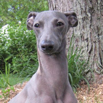 Italian Greyhound