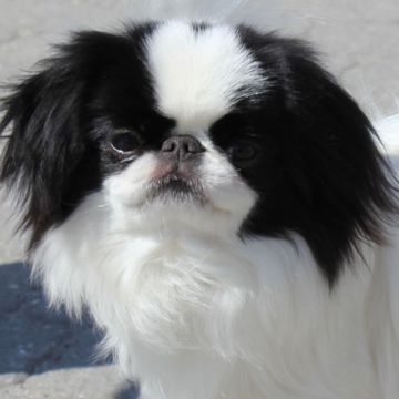 Japanese Chin