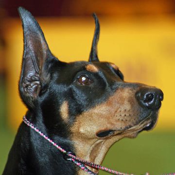 Toy Manchester Terrier