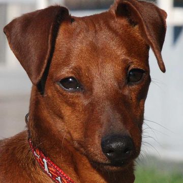 Zwergpinscher