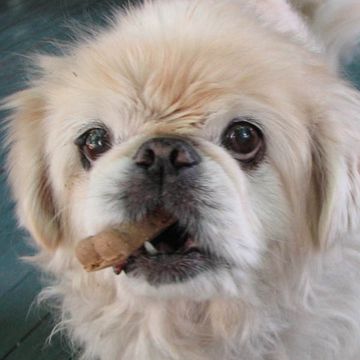 Pekingese