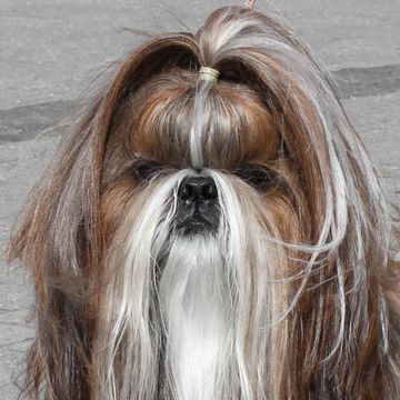 Shih Tzu