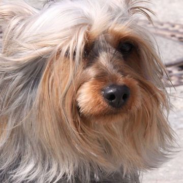 Australian Silky Terrier