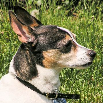 Toy Fox Terrier