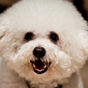 Bichon Frise