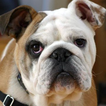 Englische Bulldogge