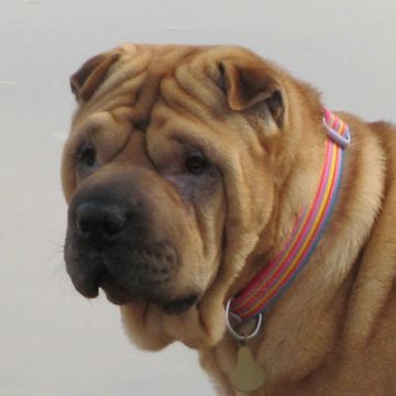 Chinese Shar-Pei