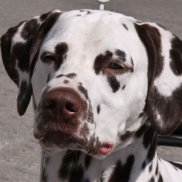 Dalmatian