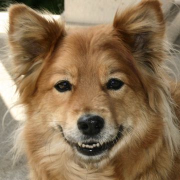 Finnish Spitz