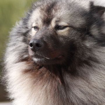 Keeshond