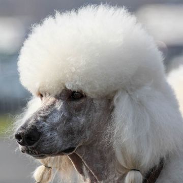 Poodle (Standard)