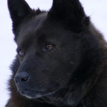 Schipperke