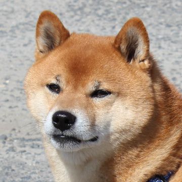 Shiba Inu