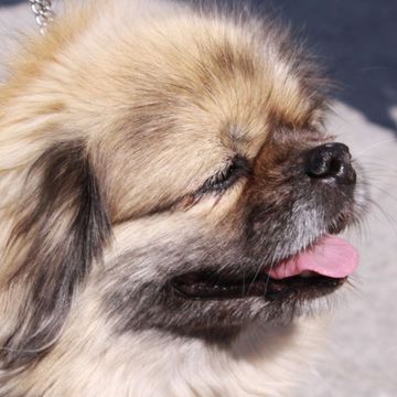 Tibetan Spaniel