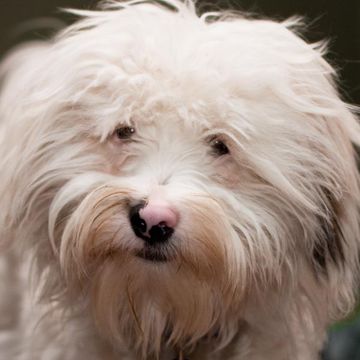 Tibet Terrier