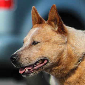 Australian Cattle Dog