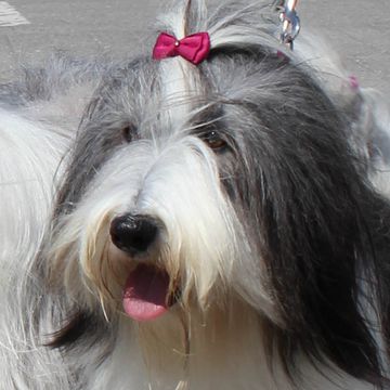 Bearded Collie