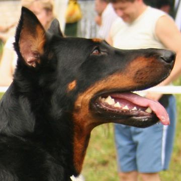 Beauceron