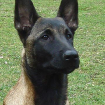 Belgian Malinois