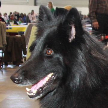 Belgischer Schäferhund