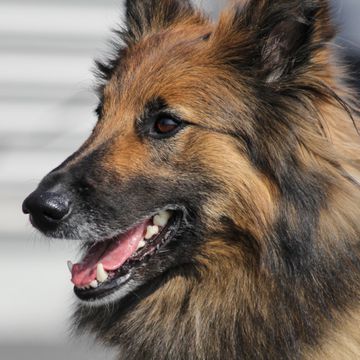 Belgian Tervuren